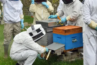 L’activité de formation reprend au rucher-école des Perrières