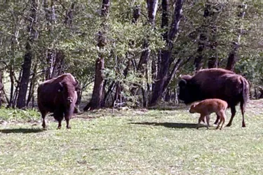 Des naissances chez les bisons de Thauron (Creuse)