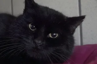 Lucky, un chat noir de deux ans à adopter à l'APA du Puy-de-Dôme
