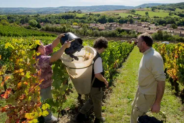 Boudes, chanturgue, châteaugay... Le vin AOC côtes-d'auvergne croit en ses crus
