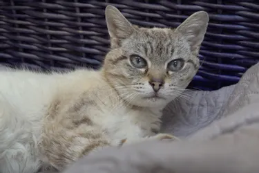 Un petit chat de 12 ans, à adopter à l'APA du Puy-de-Dôme