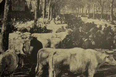 Ces vaches, Cour de Bercy