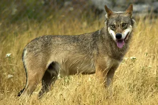 Lozère : un portillon fracturé, six loups échappés d'un parc scientifique