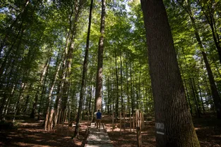 Des structures artistiques pour éviter le piétinement des promeneurs autour de cinq chênes remarquables en forêt de Tronçais (Allier)