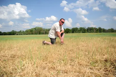 La sécheresse tient toujours chaud aux agriculteurs dans l'Allier : "pas d'eau, pas de foin pour les bêtes" [mis à jour]