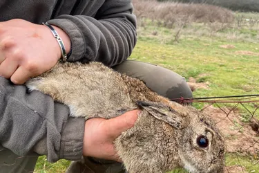 Le lapin de garenne est-il trop ou pas assez présent dans l’Allier ?