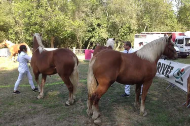 Concours d’élevage de chevaux de trait