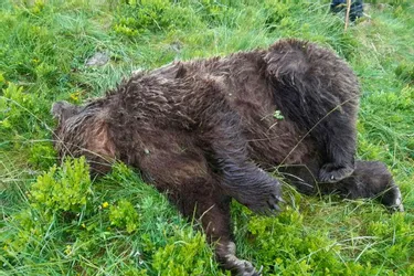 Un ours tué par balles en Ariège, l'Etat va porter plainte