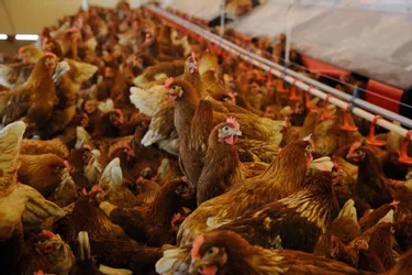 Jean-Baptiste Moreau, député de la Creuse : « L’élevage des poules en cage va s’éteindre »