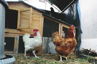 Avoir des poules à la maison : cinq spécialistes du secteur d'Issoire donnent des conseils avant de se lancer