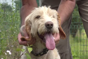 Ika, une chienne croisée griffon vendéen à adopter à l'APA du Puy-de-Dôme