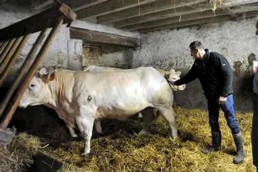 Les commissaires du concours agricole de Varennes-sur-Allier ont visité les 215 bêtes inscrites