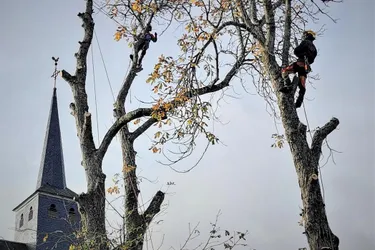Interventions sécuritaires et spectaculaires sur les gros arbres