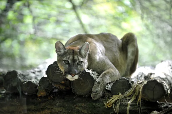 De nouveaux temoignages une enquete qui se poursuit. Le puma fait encore parler de lui en Haute Loire La Montagne