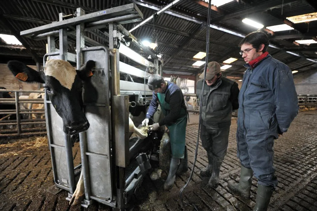 Thouars. Maréchal-ferrant, pédicure pour vaches et chèvres : il raconte ses trois métiers
