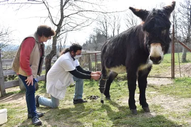 Une prothèse articulée pour Botter, petit âne "plein de vie et bien dans sa tête " de l'Adada à Ambert (Puy-de-Dôme)