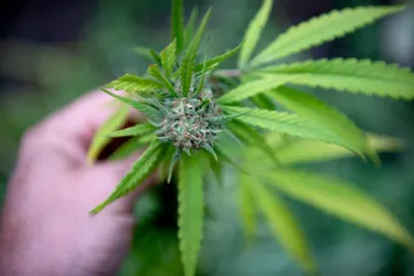 Après le cannabis thérapeutique, la Creuse veut être locomotive de la production de CBD, le cannabis dit de "bien-être"