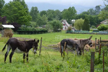 Avec leur suppression progressive, l’association des amis des ânes passe de 11 soigneurs à un, en 2018