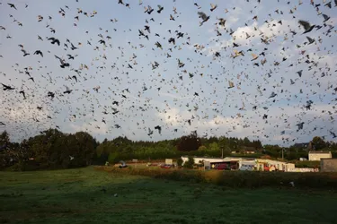 14.500 pigeons s’envolent depuis Treignac pour 700 km de vol