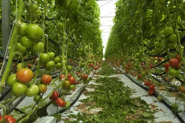 Feu vert pour l'ambitieux mais controversé projet de serres à tomates en Corrèze