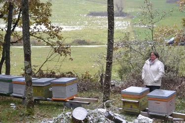Le nombre de producteurs de miel diminue au fur et à mesure que les abeilles disparaissent
