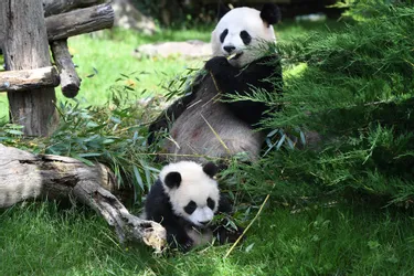 Premier bébé panda né en France, Yuan Meng fêtera son premier anniversaire samedi