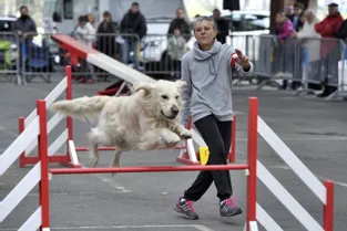 Le club Sport canin 19 a organisé, hier, le traditionnel concours d’agility sous la halle Brassens