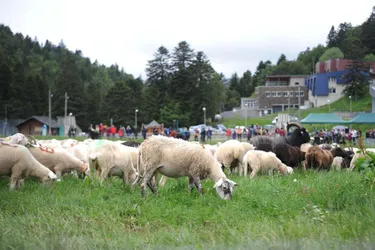 Transhumance : dès le 25 mai, le Cantal comptera les moutons