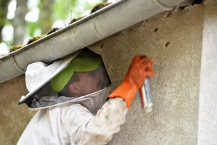 Attention à la recrudescence des nids de frelons en Corrèze cette année