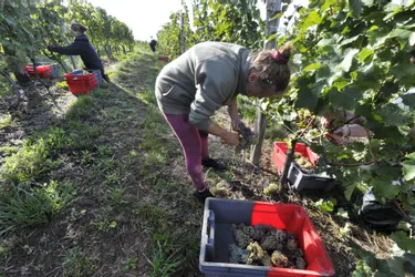 Le vin de Corrèze va bientôt obtenir une AOC