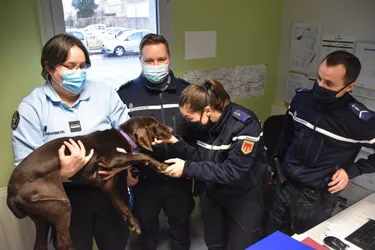 Une nouvelle vie pour Radjah, un chien trouvé agonisant, sauvé puis adopté à la caserne de gendarmerie de Lezoux (Puy-de-Dôme)