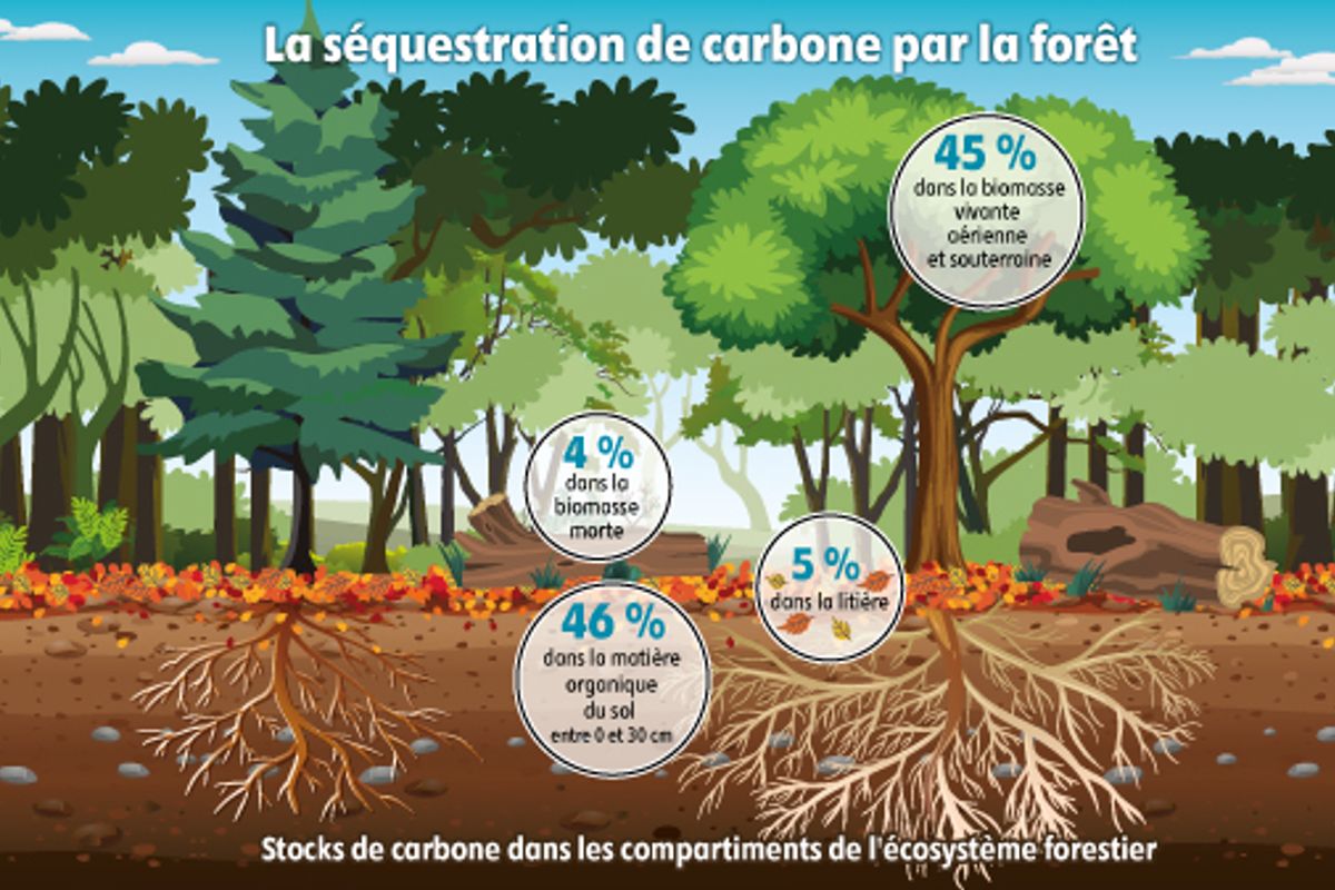 Étude : Le Bosque Experimental de Bartlett Perd Sa Capacité d'Absorption du Carbone