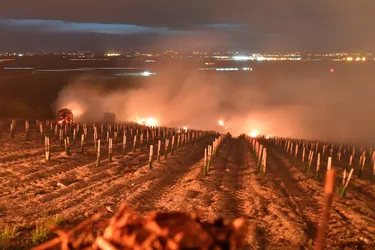 Plombée par la météo, la France perd sa place de 2e producteur mondial de vin