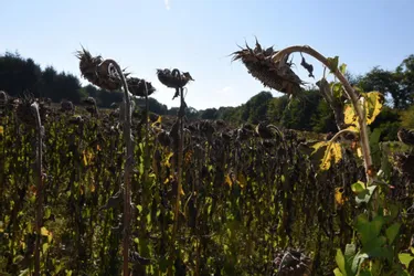 Alerte sécheresse en Haute-Loire : de nouvelles restrictions