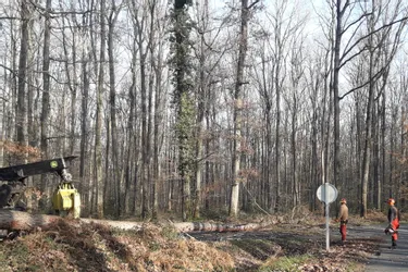 Une quarantaine d'arbres « trop faibles pour survivre » abattus en forêt de Tronçais (Allier)