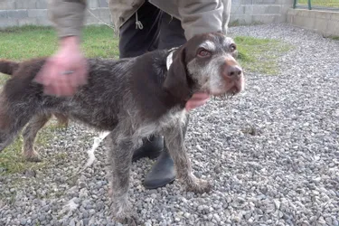 Hector, chien de 7 ans, est à adopter à l'APA du Puy-de-Dôme