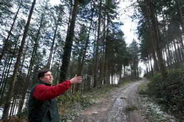 La tempête de 1999 a accéléré la professionnalisation de la filière forestière en Limousin