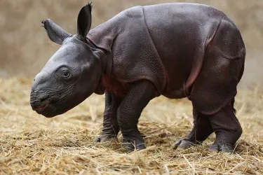 [INSOLITE] Naissance d'un bébé rhinocéros au zoo de Beauval