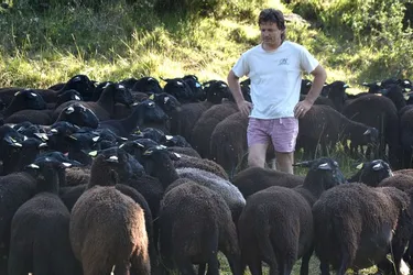 La brebis noire du Velay, un élevage de montagne attaché au département qui a su s’exporter