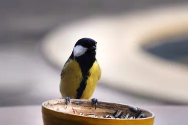 Des oiseaux aperçus aux mangeoires