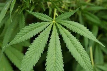Vingt plants de cannabis découverts à Coulandon