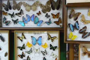 L’effet papillons et insectes du monde