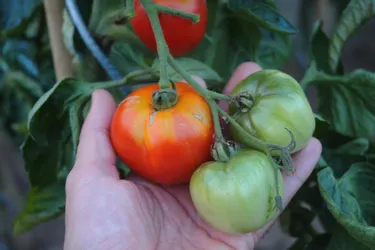 Comment conserver ses graines de tomates ?