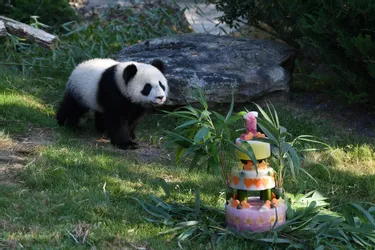 L'anniversaire du bébé panda du zoo de Beauval en images
