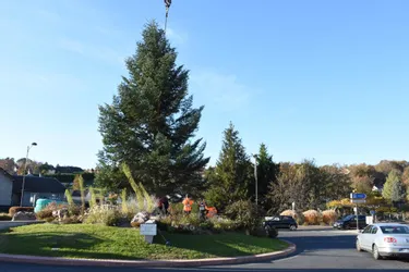 Haut de 18 mètres, le grand sapin de Noël de Malemort (Corrèze) est dressé