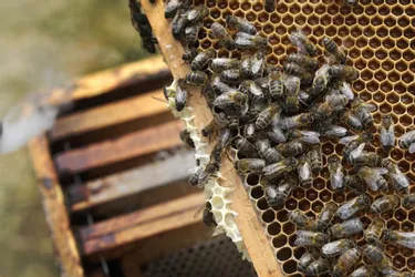 L’apiculture « de loisir » se développe dans le Cantal