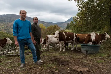Sécheresse dans le Cantal : les producteurs de salers contraints d'arrêter la fabrication du fromage
