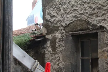 Un chat abandonné sur un toit au Puy-en-Velay : « On ne peut pas le laisser mourir là quand même ! »