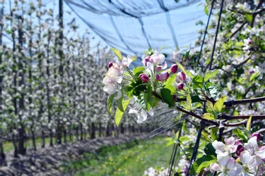 Réchauffement climatique : pourquoi la Corrèze finira par remplacer ses pommiers par des abricotiers