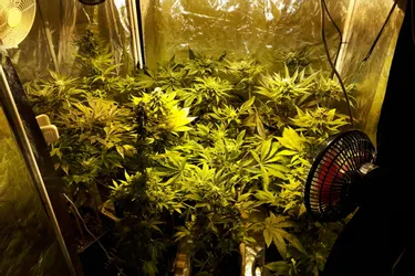 Dix-neuf pieds de cannabis découverts chez un Cantalien